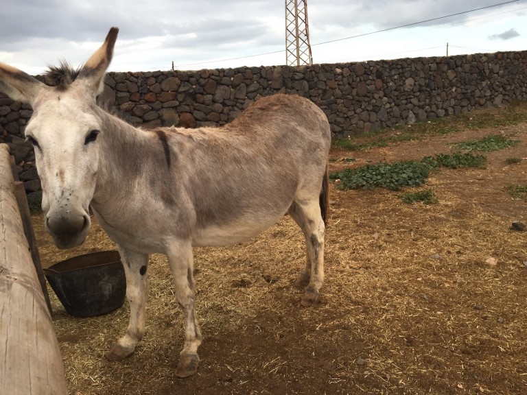 Esel auf der Finca de Arrieta, Lanzarote