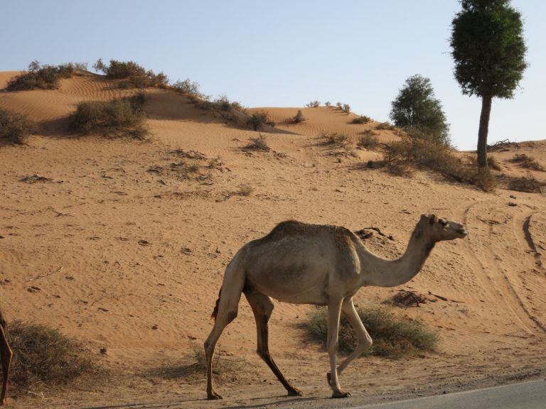 Kamele in der Wüste am Straßenrand
