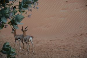 Gazellen im Al Wadi Desert