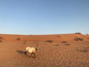 Oryx Al Wadi Desert